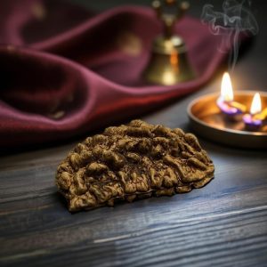 premium 1 mukhi rudraksha the divine connection to lord shiva