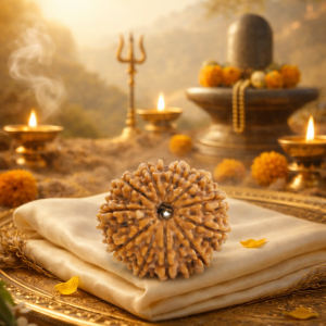 authentic 12 mukhi rudraksha the brilliance of surya (the sun)