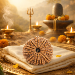 premium 13 mukhi rudraksha for attraction, luxury, and success